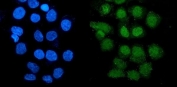 Immunofluorescent staining of FFPE human A431 cells with GLRX2 antibody (green) and DAPI nuclear stain (blue). HIER: steam section in pH6 citrate buffer for 20 min.