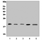 Western blot testing of human 1) K562, 2) U-87 MG, 3) PC-3, 4) HepG2 and 5) mouse thymus lysate with GLRX2 antibody. Predicted molecular weight ~18 kDa.