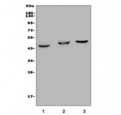 Western blot testing of 1) rat liver, 2) mouse liver and 3) mouse kidney lysate with GPBAR1 antibody. Predicted molecular weight: 35-50 kDa depending on glycosylation level.