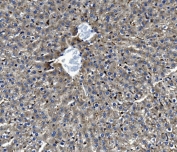 IHC staining of FFPE rat liver with Ifi30 antibody. HIER: boil tissue sections in pH8 EDTA for 20 min and allow to cool before testing.