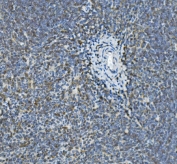 IHC staining of FFPE mouse spleen with Ifi30 antibody. HIER: boil tissue sections in pH8 EDTA for 20 min and allow to cool before testing.