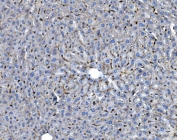 IHC staining of FFPE mouse liver with Ifi30 antibody. HIER: boil tissue sections in pH8 EDTA for 20 min and allow to cool before testing.