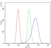 Flow cytometry testing of human HeLa cells with IGF-1 antibody at 1ug/million cells (blocked with goat sera); Red=cells alone, Green=isotype control, Blue= IGF-1 antibody.