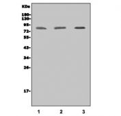 Western blot testing of human 1) HL60, 2) U-87 MG and 3) A549 cell lysate with IKKI antibody. Predicted molecular weight: 71-80 kDa.