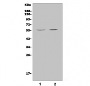 Western blot testing of human 1) HEK293 and 2) K562 cell lysate with JRK antibody. Predicted molecular weight ~65 kDa.