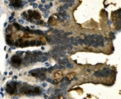 IHC staining of FFPE mouse intestine with Galectin-2 antibody. HIER: boil tissue sections in pH8 EDTA for 20 min and allow to cool before testing.