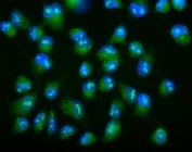 Immunofluorescent staining of FFPE human A549 cells with Galectin 2 antibody (green) and DAPI nuclear stain (blue). HIER: steam section in pH6 citrate buffer for 20 min.