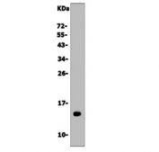 Western blot testing of human U-87 MG cell lysate with Galectin 2 antibody. Predicted molecular weight ~15 kDa.