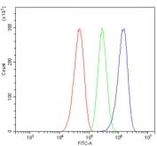 Flow cytometry testing of human Caco-2 cells with Galectin 2 antibody at 1ug/million cells (blocked with goat sera); Red=cells alone, Green=isotype control, Blue= Galectin 2 antibody.