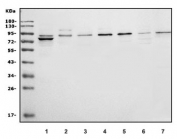 Western blot testing of human 1) HEK293, 2) HeLa, 3) K562, 4) HepG2, 5) MCF7, 6) Jurkat and 7) rat kidney lysate with MEKK2 antibody. Predicted molecular weight ~78 kDa.
