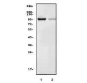 Western blot testing of rat 1) thymus and 2) NRK cell lysate with Map4k1 lysate. Predicted molecular weight ~97 kDa.