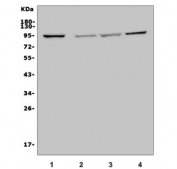 Western blot testing of human 1) Jurkat, 2) K562, 3) HepG2 and 4) HEK293 cell lysate with MAP4K5 antibody. Predicted molecular weight ~95 kDa.