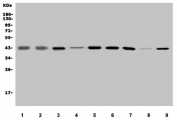 Western blot testing of human 1) placenta, 2) SH-SY5Y, 3) T47-D, 4) MCF7, 5) U-87 MG, 6) HeLa, 7) K562, 8) rat lung and 9) mouse lung lysate with MAPK11 antibody. Predicted molecular weight ~41 kDa.
