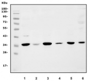 Western blot testing of human 1) HEK293, 2) HeLa, 3) K562, 4) PC-3, 5) Caco-2 and 6) mouse HEPA1-6 lysate with Cyclophilin E antibody. Predicted molecular weight ~33 kDa.