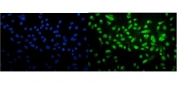 Immunofluorescent staining of FFPE human PC-3 cells with Cyclophilin E antibody (green) and DAPI nuclear stain (blue). HIER: steam section in pH6 citrate buffer for 20 min.