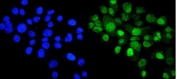 Immunofluorescent staining of FFPE human A431 cells with Cyclophilin E antibody (green) and DAPI nuclear stain (blue). HIER: steam section in pH6 citrate buffer for 20 min.