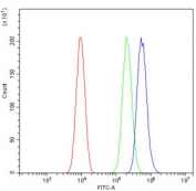 Flow cytometry testing of human SiHa cells with PRKAA1 antibody at 1ug/million cells (blocked with goat sera); Red=cells alone, Green=isotype control, Blue= PRKAA1 antibody.