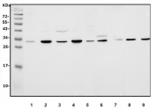 Western blot testing of human 1) PC-3, 2) HepG2, 3) MCF7, 4) Raji, 5) A549, 6) rat NRK, 7) rat C6, 8) mouse SP2/0 and 9) mouse NIH 3T3 cell lysate with PSME2 antibody. Predicted molecular weight ~27 kDa.