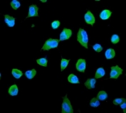 Immunofluorescent staining of FFPE human A549 cells with PSME2 antibody (green) and DAPI nuclear stain (blue). HIER: steam section in pH6 citrate buffer for 20 min.