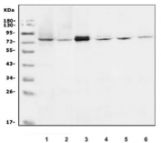 Western blot testing of 1) human HepG2, 2) human A431, 3) rat RH35, 4) rat C6, 5) mouse lung and 6) mouse NIH 3T3 lysate with SCEL antibody. Predicted molecular weight ~77 kDa.