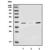Western blot testing of human 1) HEK293, 2) PC-3 and 3) MCF7 lysate with SLC25A19 antibody. Predicted molecular weight ~41 kDa.