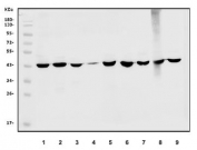 Western blot testing of 1) human HepG2, 2) human U937, 3) human K562, 4) human A431, 5) monkey kidney, 6) rat liver, 7) rat kidney, 8) mouse liver and 9) mouse kidney lysate with SORD antibody. Expected molecular weight: 38-42 kDa.