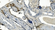 IHC staining of FFPE human placenta with TMBIM1 antibody. HIER: boil tissue sections in pH8 EDTA for 20 min and allow to cool before testing.