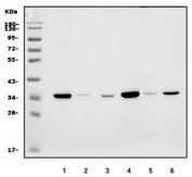 Western blot testing of human 1) HepG2, 2) A431, 3) Caco-2, 4) A549, 5) rat liver and 6) mouse liver lysate with TMBIM1 antibody. Predicted molecular weight ~35 kDa.