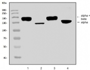 Western blot testing of 1) rat liver, 2) rat plasma, 3) mouse liver and 4) mouse plasma lysate with Complement C3 antibody. Expected molecular weight: ~185 kDa (alpha + beta chain), ~110 kDa (alpha chain), ~70 kDa (beta chain).