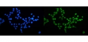 Immunofluorescent staining of FFPE human A431 cells with CDC27 antibody (green) and DAPI nuclear stain (blue). HIER: steam section in pH6 citrate buffer for 20 min.