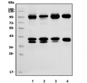 Western blot testing of human 1) Raji, 2) Jurkat, 3) Jurkat and 4) mouse thymus lysate with CDC27 antibody. Predicted molecular weight ~92 kDa.