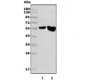 Western blot testing of 1) rat liver and 2) mouse liver lysate with Cyp1a2 antibody. Predicted molecular weight ~58 kDa.