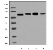 Western blot testing of 1) human T-47D, 2) human ThP-1, 3) rat brain and 4) mouse brain lysate with Diacylglycerol kinase zeta antibody. Predicted molecular weight ~124 kDa.