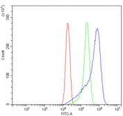 Flow cytometry testing of human ThP-1 cells with GABRG2 antibody at 1ug/million cells (blocked with goat sera); Red=cells alone, Green=isotype control, Blue= GABRG2 antibody.