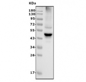 Western blot testing of rat brain lysate with GABRG2 antibody. Predicted molecular weight ~54 kDa.