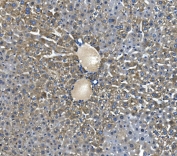 IHC staining of FFPE mouse liver with Glycine decarboxylase antibody. HIER: boil tissue sections in pH8 EDTA for 20 min and allow to cool before testing.