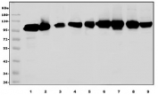 Western blot testing of human 1) HepG2, 2) placenta, 3) HEK293, 4) T-47D, 5) A549, 6) rat liver, 7) rat kidney, 8) mouse liver and 9) mouse kidney lysate with Glycine decarboxylase antibody. Predicted molecular weight ~113 kDa.