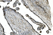 IHC staining of FFPE human placenta with GNG4 antibody. HIER: boil tissue sections in pH8 EDTA for 20 min and allow to cool before testing.