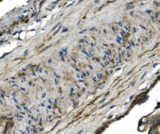 IHC staining of FFPE human placenta with GNG4 antibody. HIER: boil tissue sections in pH8 EDTA for 20 min and allow to cool before testing.