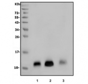 Western blot testing of 1) human SH-SY5Y, 2) rat brain and 3) mouse brain lysate with GNG4 antibody. Predicted molecular weight ~12 kDa.