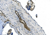 IHC staining of FFPE human placenta with GNG11 antibody. HIER: boil tissue sections in pH8 EDTA for 20 min and allow to cool before testing.