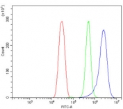 Flow cytometry testing of mouse HEPA1-6 cells with GNG11 antibody at 1ug/million cells (blocked with goat sera); Red=cells alone, Green=isotype control, Blue= GNG11 antibody.