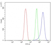 Flow cytometry testing of mouse HEPA1-6 cells with GNG11 antibody at 1ug/million cells (blocked with goat sera); Red=cells alone, Green=isotype control, Blue= GNG11 antibody.