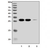 Western blot testing of rat 1) testis, 2) ovary and 3) brain lysate with Gsta3 antibody. Predicted molecular weight ~25 kDa.