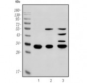 Western blot testing of human 1) K562, 2) HEK293 and 3) Caco-2 cell lysate with HOXB9 antibody. Predicted molecular weight ~32 kDa.
