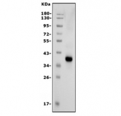 Western blot testing of human placenta with HSD17B2 antibody. Predicted molecular weight ~43 kDa.