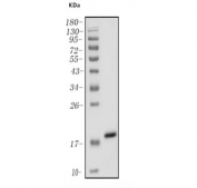 Western blot testing of human PANC-1 cell lysate with IGF2-AS antibody. Predicted molecular weight ~18 kDa.