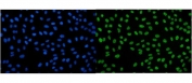 Immunofluorescent staining of FFPE human U-2 OS cells with IGF2-AS antibody (green) and DAPI nuclear stain (blue). HIER: steam section in pH6 citrate buffer for 20 min.