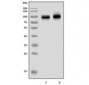 Western blot testing of 1) rat brain and 2) mouse brain lysate with KCNA1 antibody. Expected molecular weight: 56-85 kDa depending on glycosylation level.