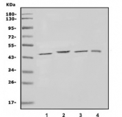 Western blot testing of 1) rat brain, 2) mouse brain, 3) mouse kidney and 4) monkey kidney lysate with KCNJ1 antibody. Predicted molecular weight: ~45 kDa.